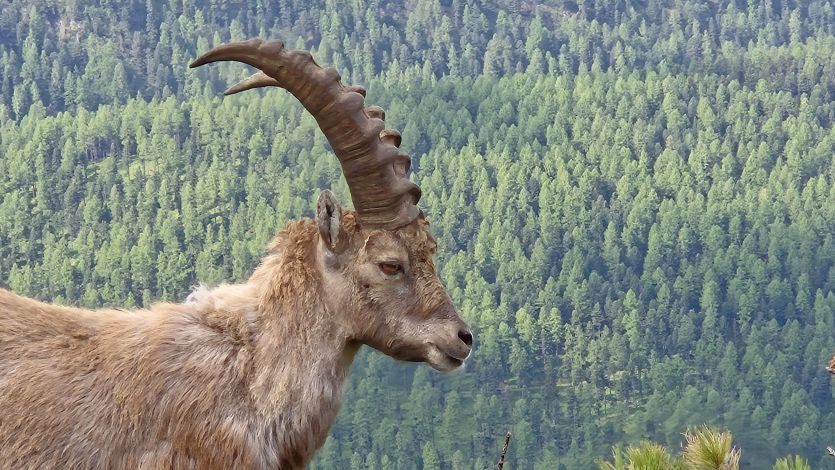 Pontresina Ferienwohnung
